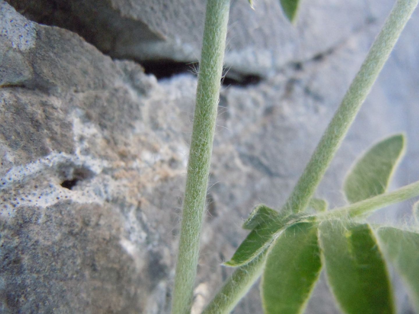 Anthyllis vulneraria / Vulneraria comune